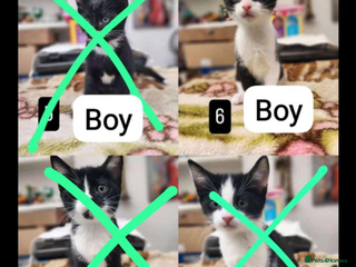 Mixed Breed cats Bombay X British Short Hair - Advert 21