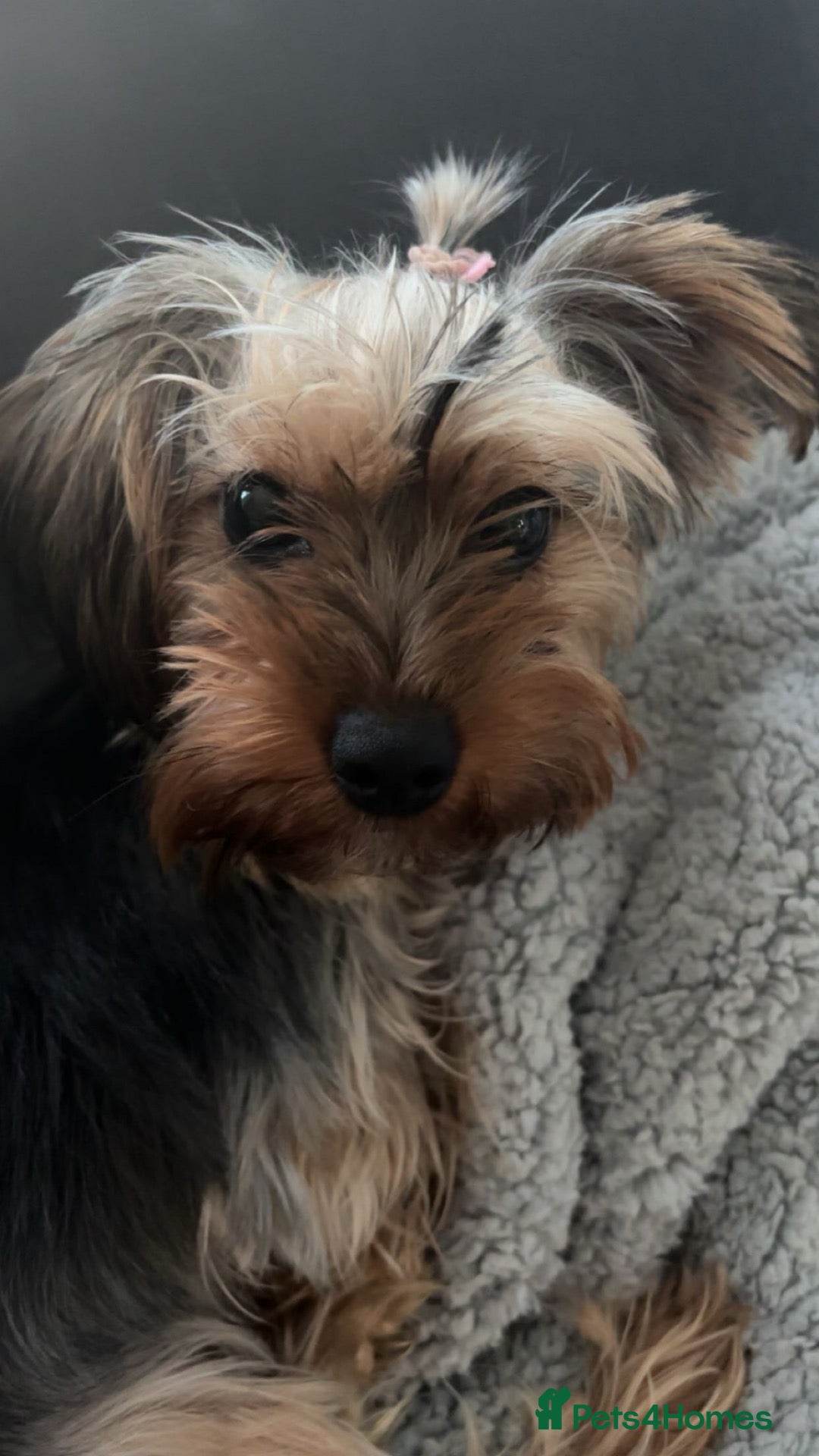 Yorkshire Terrier dogs One boy and one girl  - Advert 1