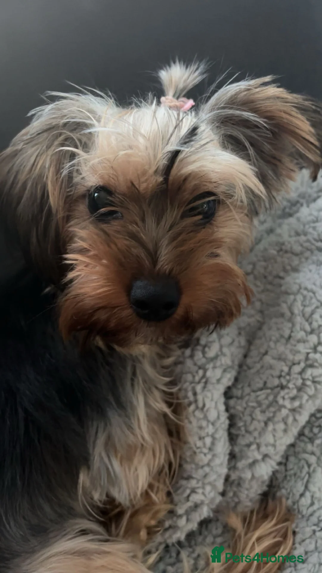 Yorkshire Terrier dogs for sale: One boy and one girl  in Gloucester - Advert 1