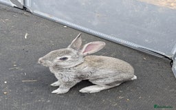 Rex rabbits for sale: Standard Rex babies ready 16/9 - Image 7