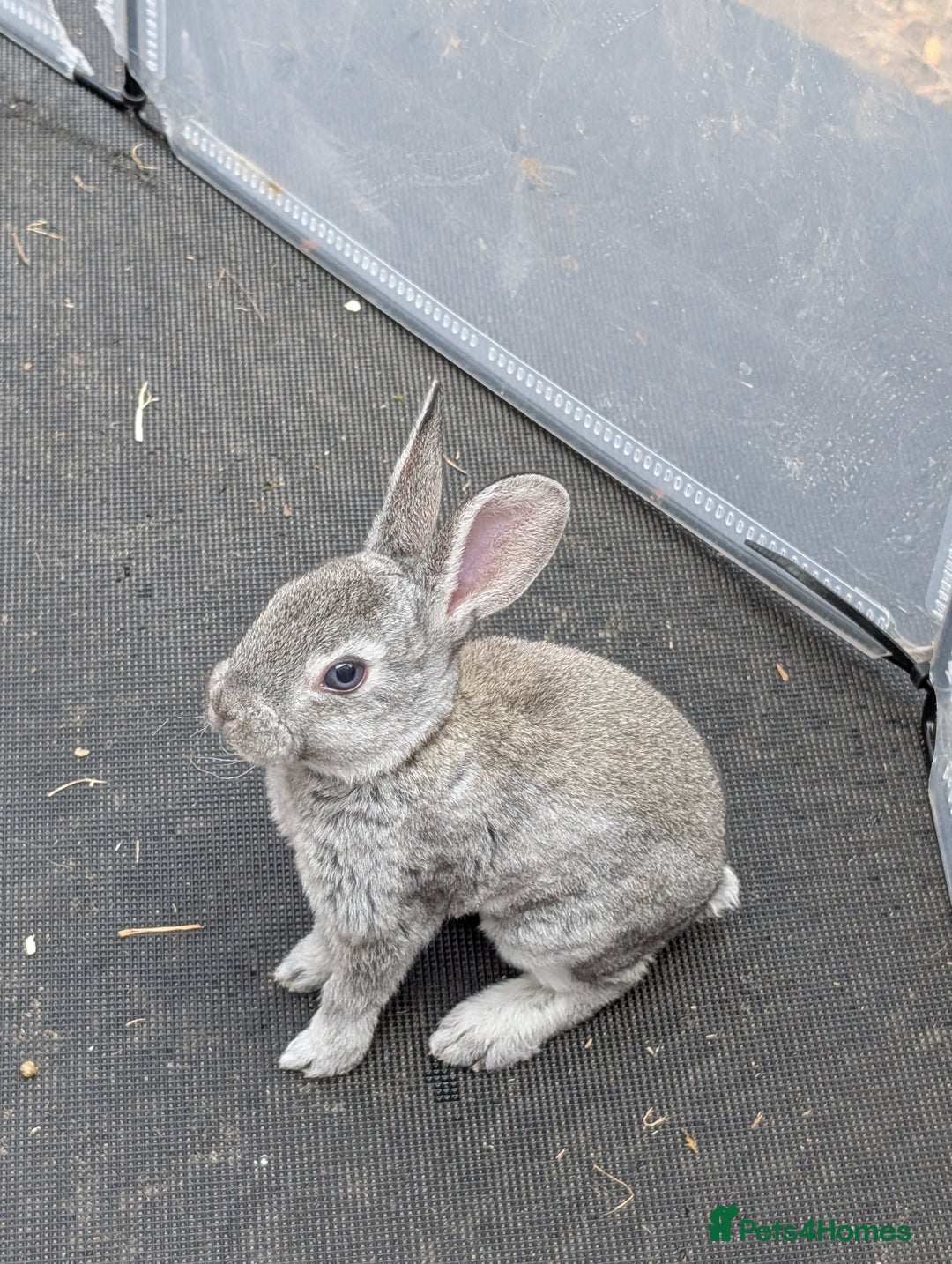 Rex rabbits for sale: Standard Rex babies ready 16/9 - Image 7