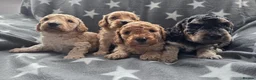 Cockapoo dogs for sale: 2 F1b Cockapoo Boys. DNA HEALTH TESTED - Advert 9