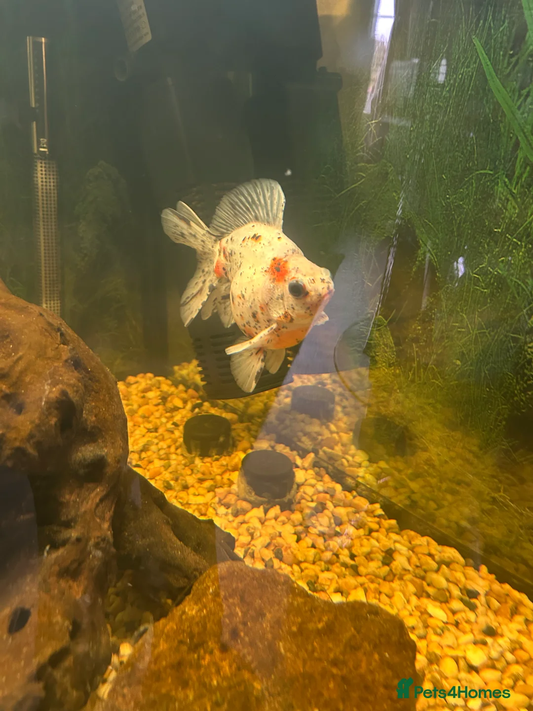 Fancy Goldfish fish for sale: Fancy goldfish one white and one orange  - Advert 6
