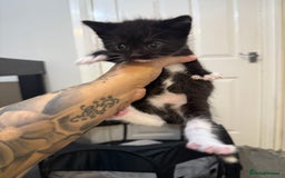 Mixed Breed cats for sale: Kittens for sale ready October 14th - Image 12