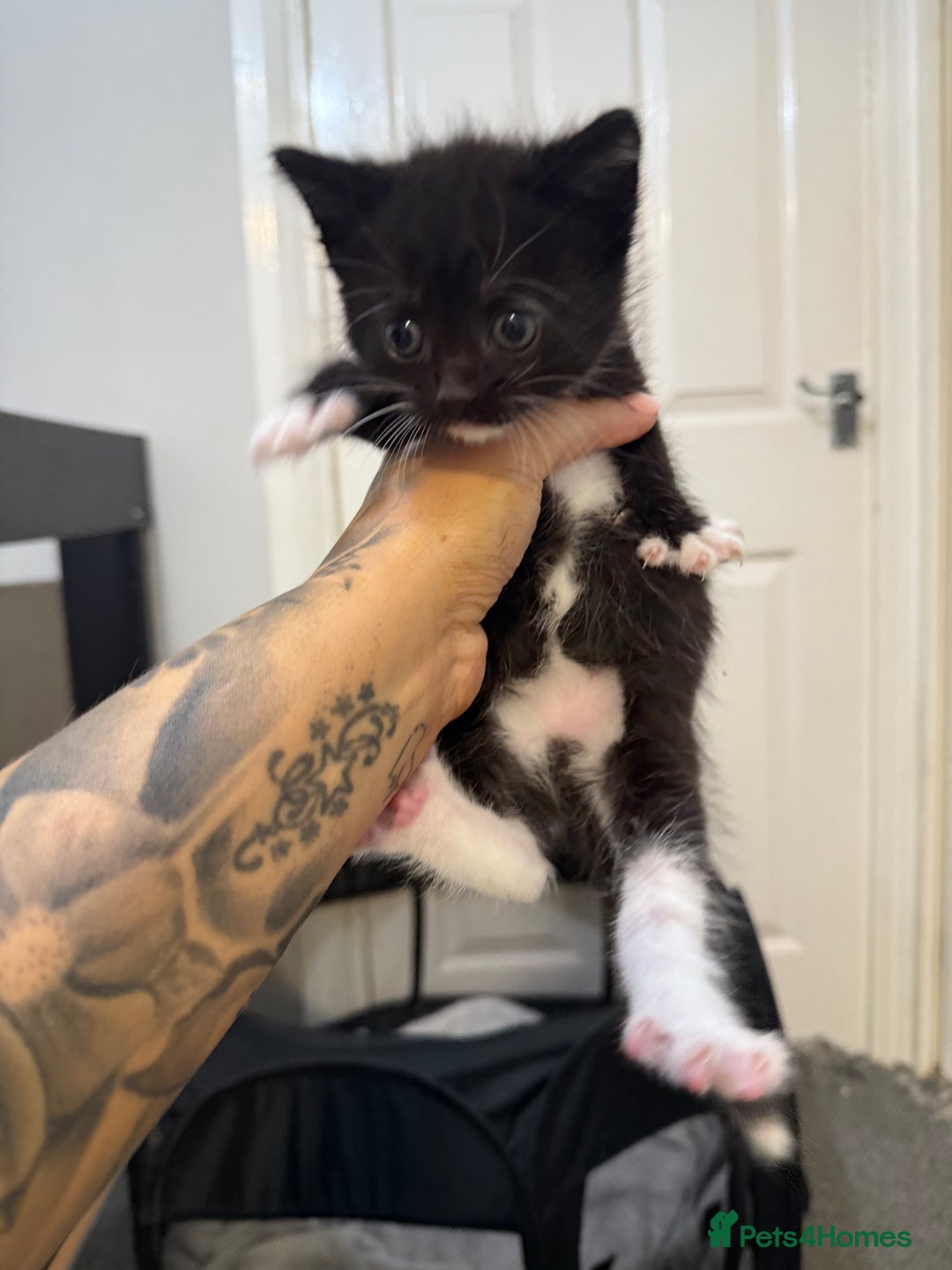 Mixed Breed cats for sale: Kittens for sale ready October 14th - Image 12