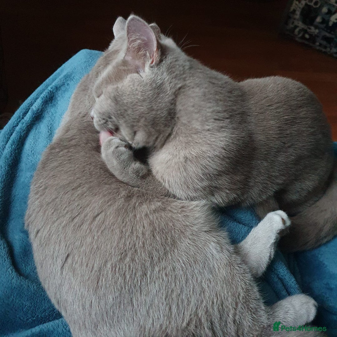 British Shorthair cats for sale: Looking for a Loving Home for 2 British Shorthairs - Image 6