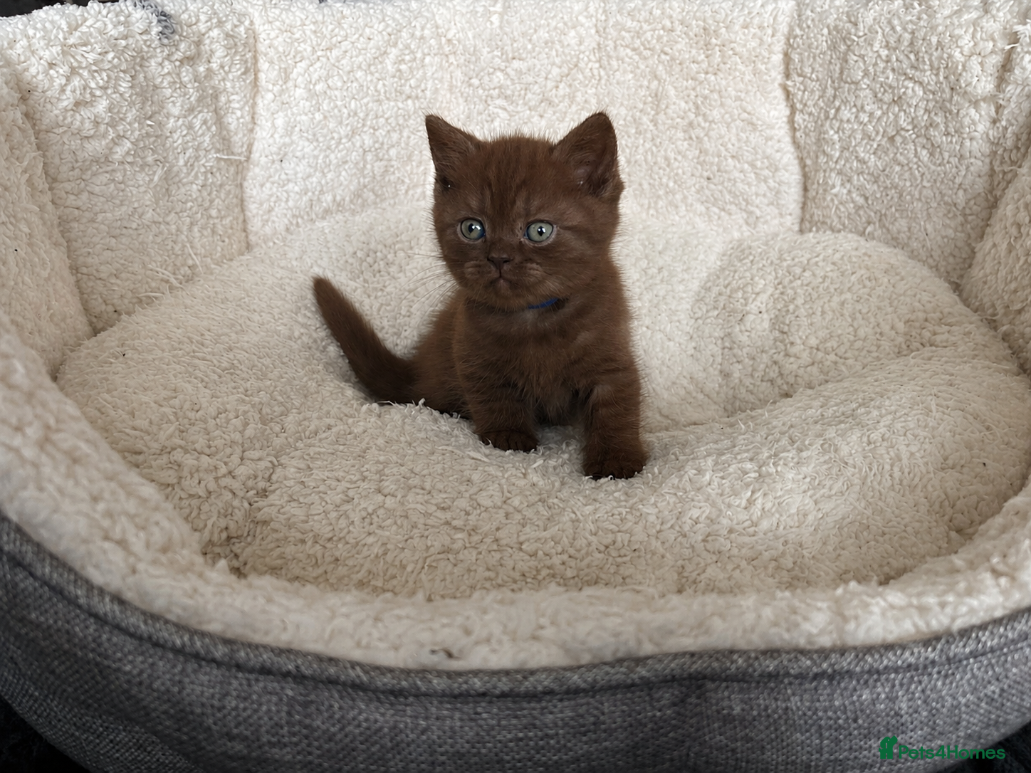 British Shorthair cats British shorthaired chocolate kittens  - Advert 13