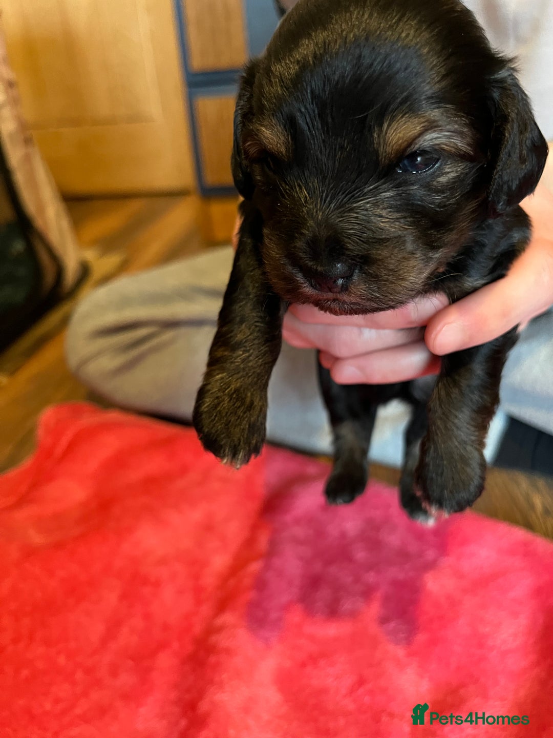 Mixed Breed dogs for sale: Beautiful Zuchon Doxies - Advert 17