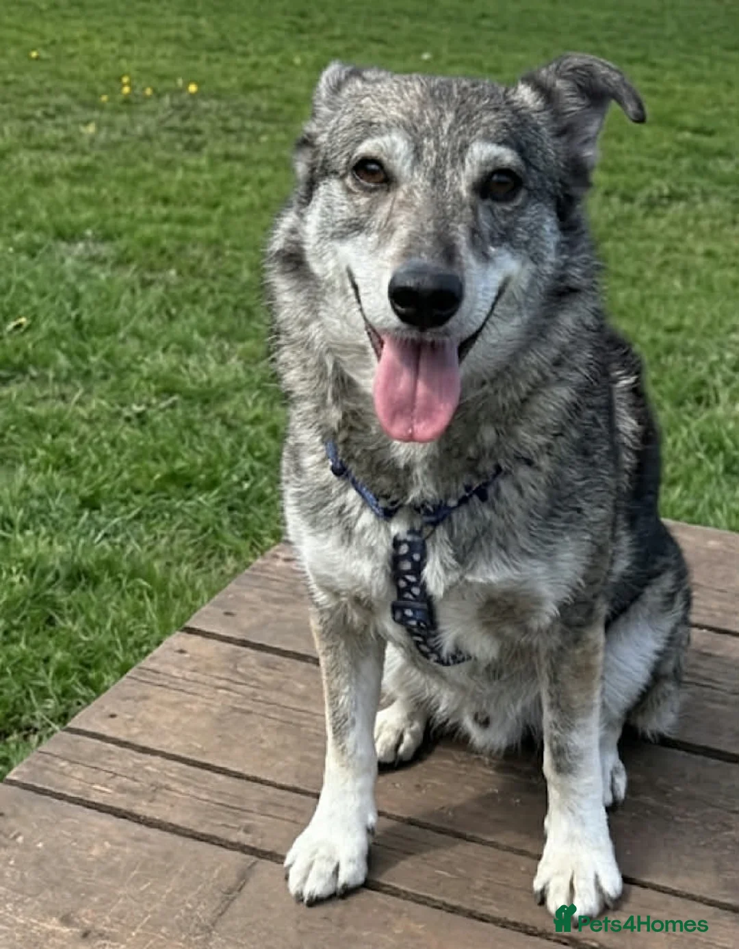 Mixed Breed dogs for adoption: Cody-looking for a home he can finally belong - Advert 2