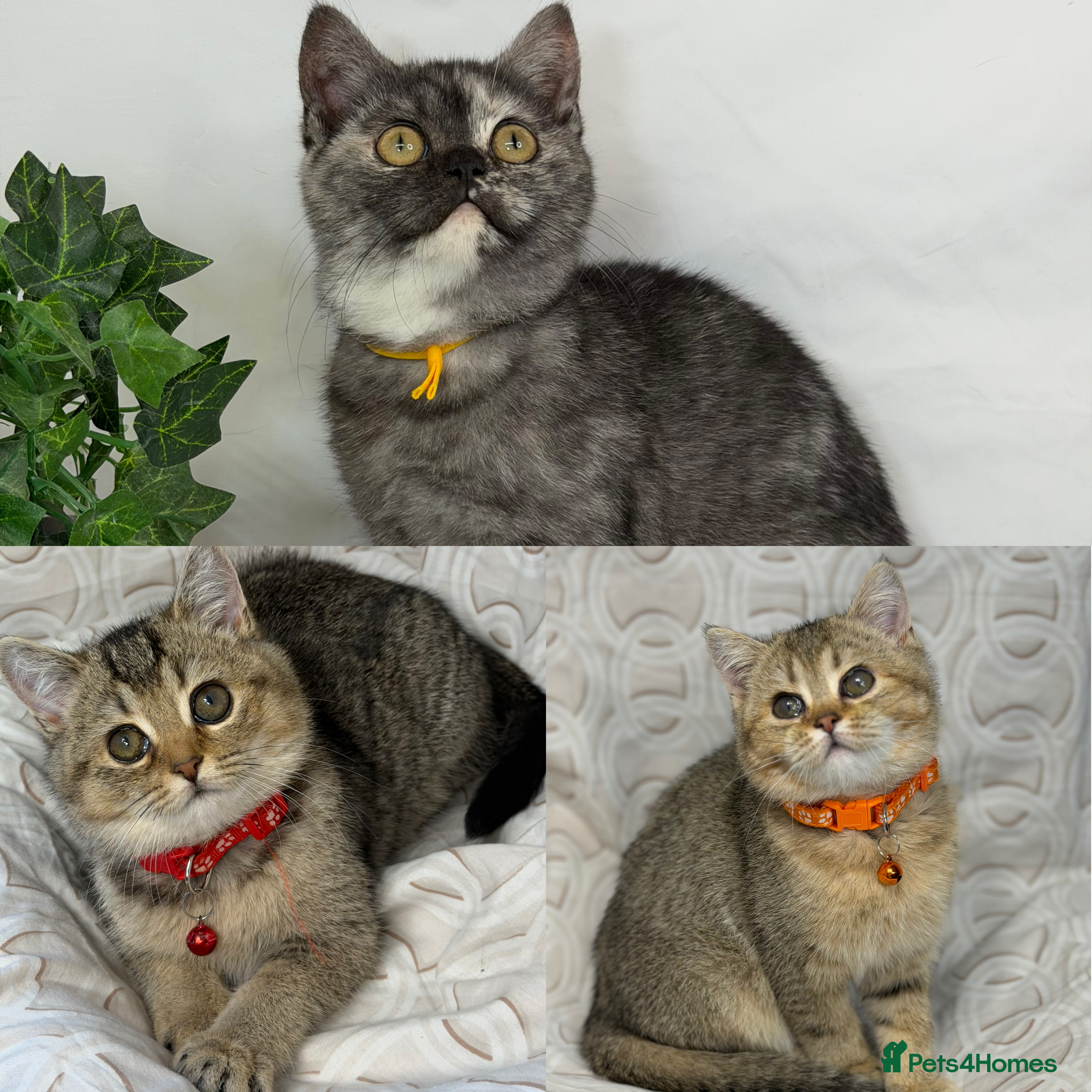 British Shorthair cats British shorthair Golden kittens TICA - Advert 2