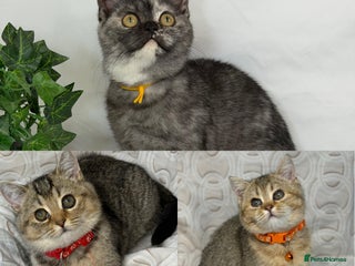 British Shorthair cats British shorthair Golden kittens TICA - Advert 2