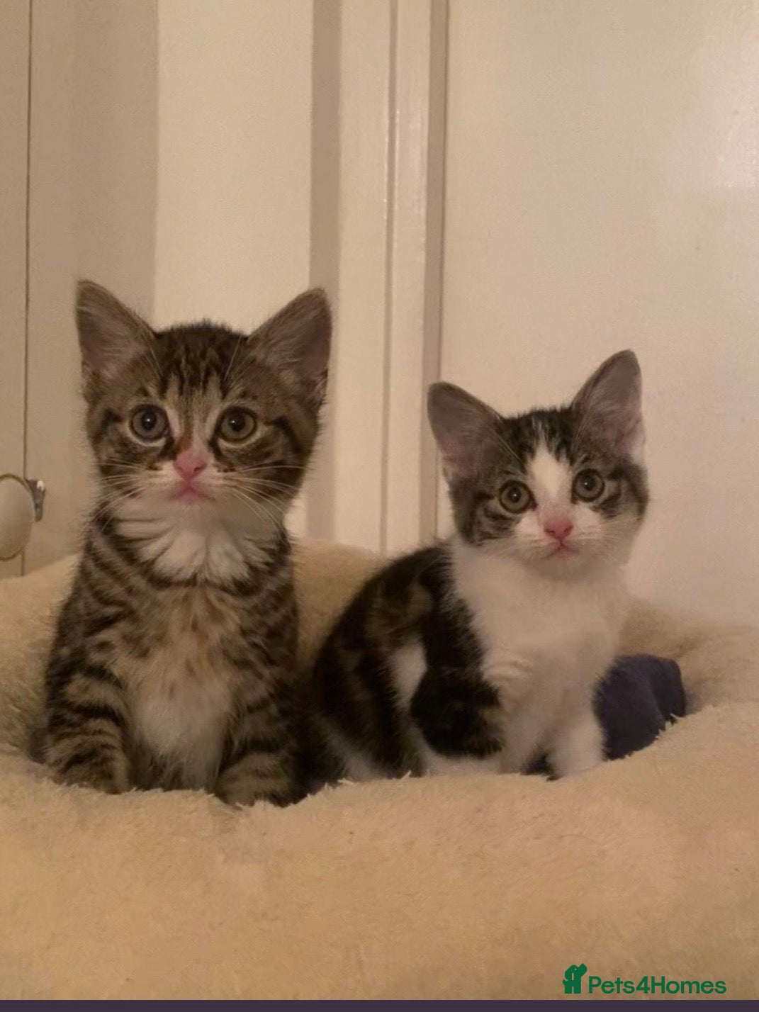 Mixed Breed cats Two tabby girl kittens with ALL items included  - Advert 1