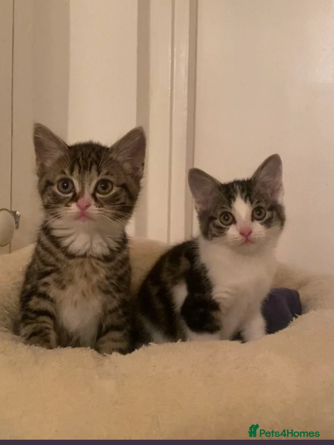 Mixed Breed cats for sale: Two tabby girl kittens with ALL items included  in London - Advert 1
