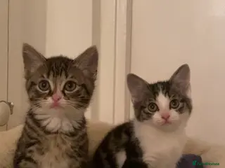 Mixed Breed cats Two tabby girl kittens with ALL items included - Advert 1