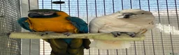 Cockatoo birds for sale: Macaw and Mollucan Cockatoo - Advert 4