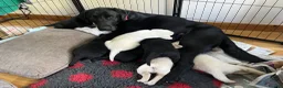 Labrador Retriever dogs for sale: Outstanding pedigree Labrador puppies in Faversham - Advert 3