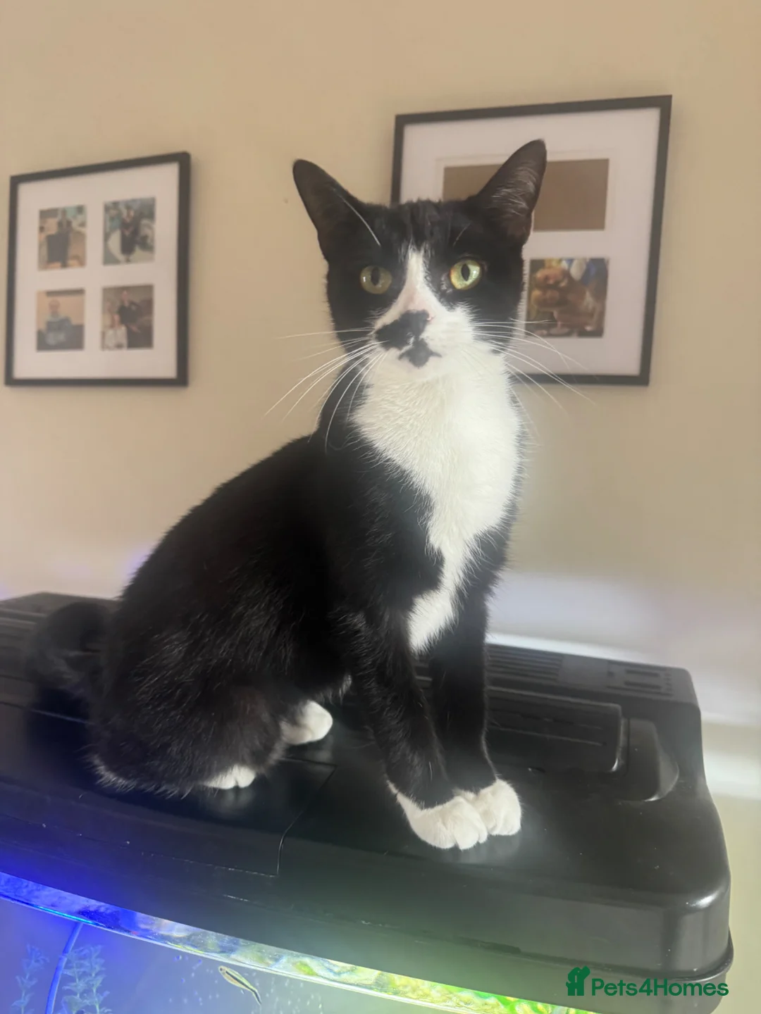 Mixed Breed cats for sale: Two cats for rehoming  in Barnoldswick - Advert 2