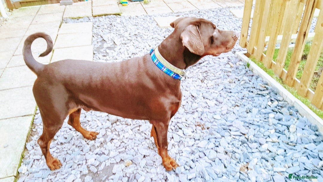 Dobermann dogs for sale: Louis 3 years old Dobermann Dog - price negotiable - Image 10