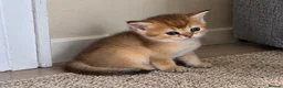 British Shorthair cats for sale: BSH GCCF NY25 golden chinchilla boys kittens - Advert 10