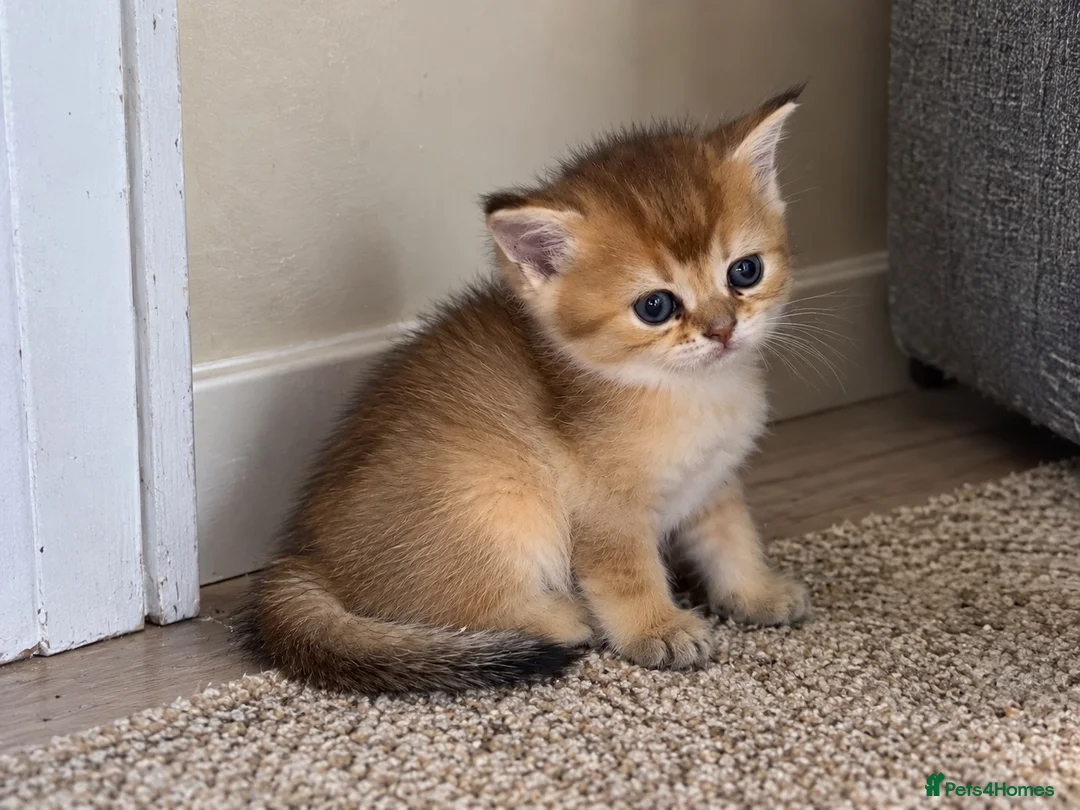 British Shorthair cats for sale: BSH GCCF NY25 golden chinchilla boys kittens - Advert 10