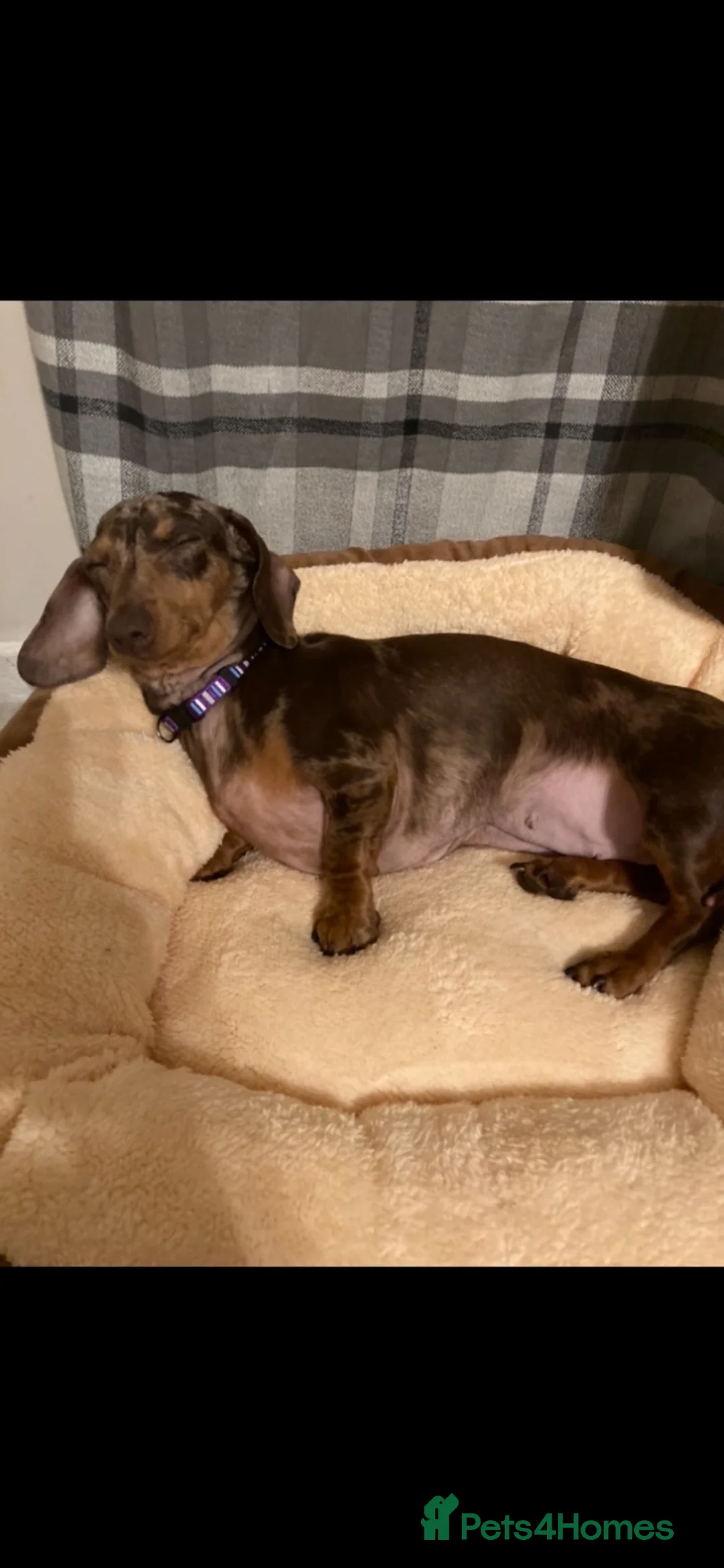 Miniature Dachshund dogs for sale: Pedigree miniature dachshund girl - Advert 5