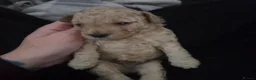 Cavapoochon dogs for sale: Beautiful F1B Toy Cavapoochon Puppies - Advert 6