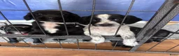 Sprocker dogs for sale: £995 EACH Beautiful cocker spaniel puppies  - Advert 5