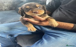 Cocker Spaniel dogs for sale: Cocker spaniel pups - Image 9