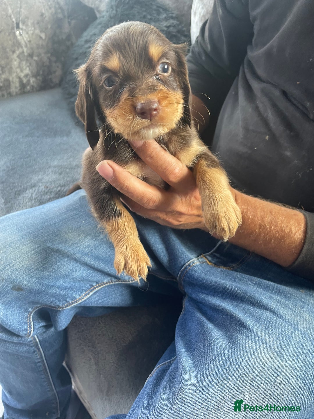 Cocker Spaniel dogs for sale: Cocker spaniel pups - Image 9