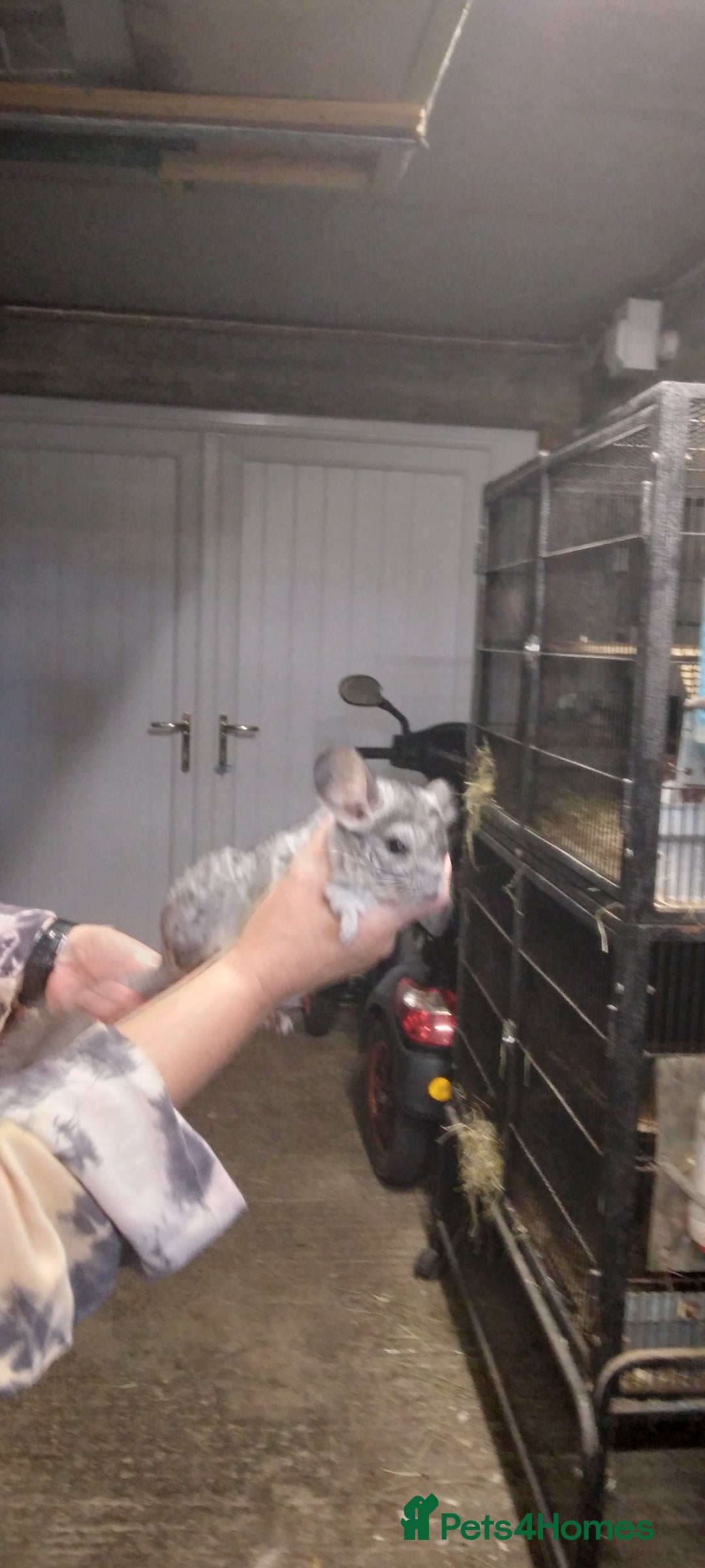 Chinchilla rodents for sale: Baby female grey Chinchilla for Sale - Image 2