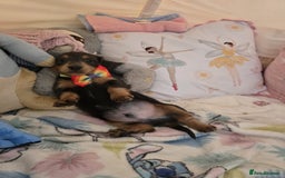 Dachshund dogs for sale: Beautiful miniature dashund  - Image 8