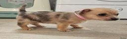 Chiweenie dogs for sale: Chiweenie  - Advert 15
