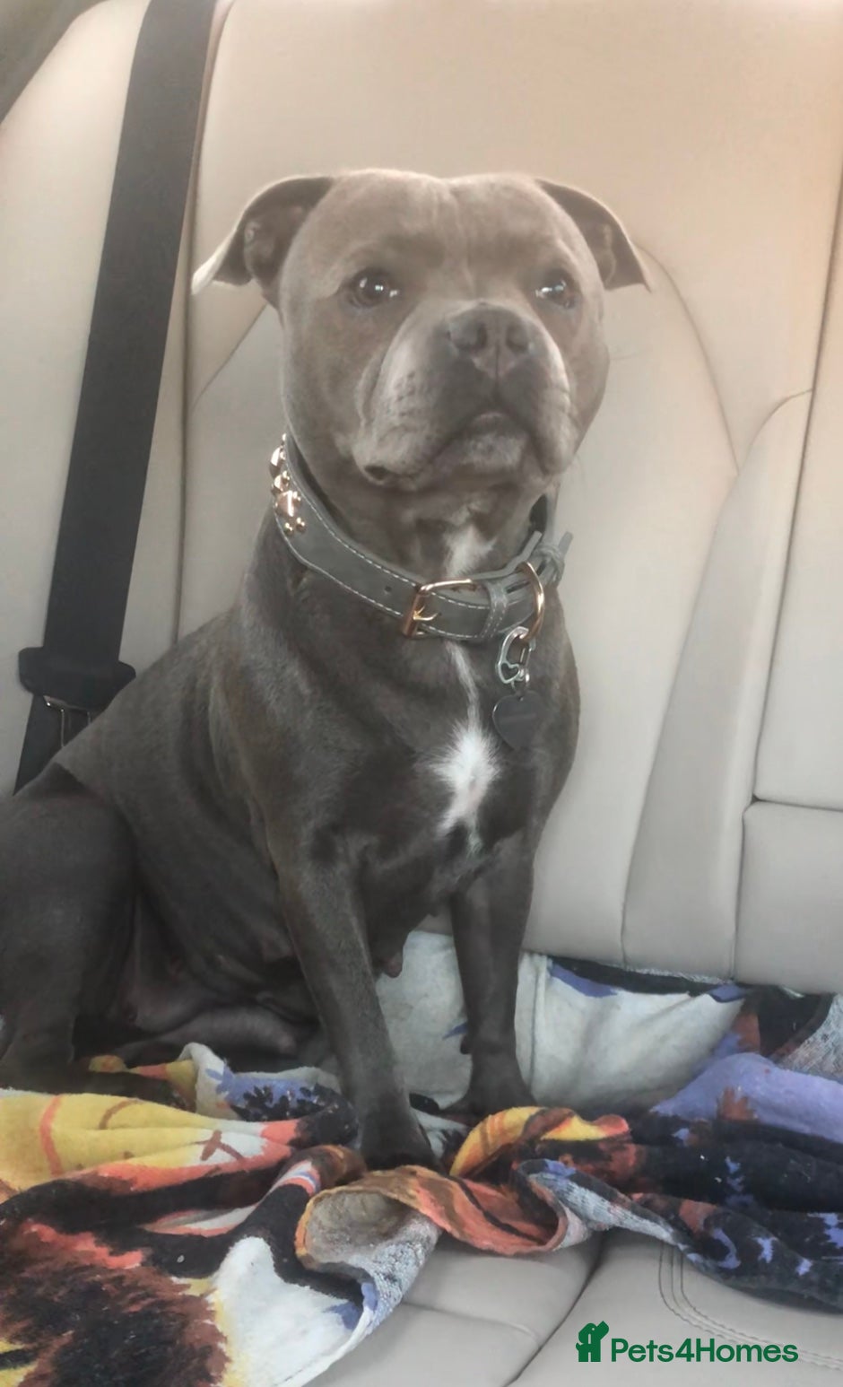 Staffordshire Bull Terrier dogs KC REG/ BLUE STAFFORDSHIRE BULL TERRIER PUPS - Advert 2