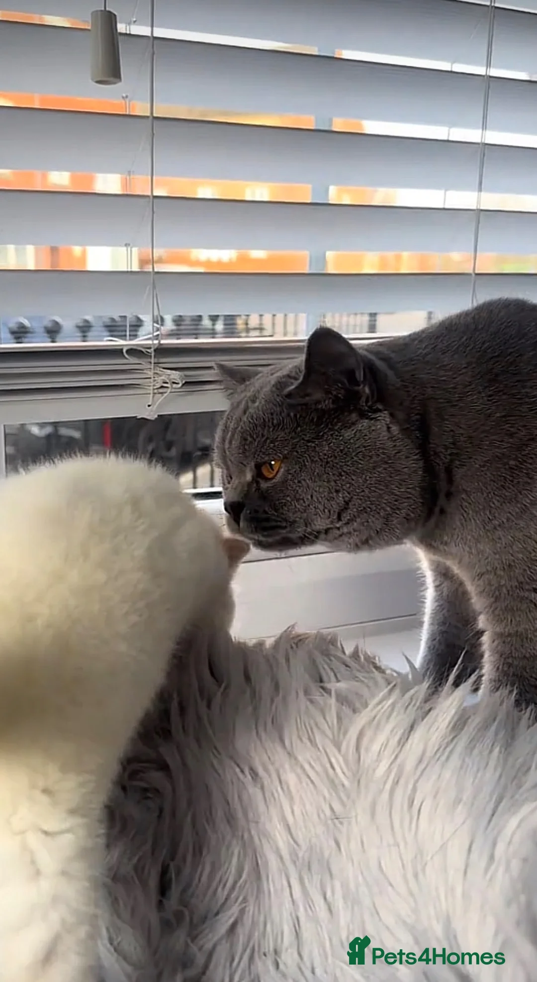 British Shorthair cats for sale: Chunky Female Colourpoint British Shorthair Kitten - Advert 9