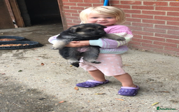 German Shepherd dogs for sale: Wow.Beautiful Homebred German Shepherd Puppies - Image 13