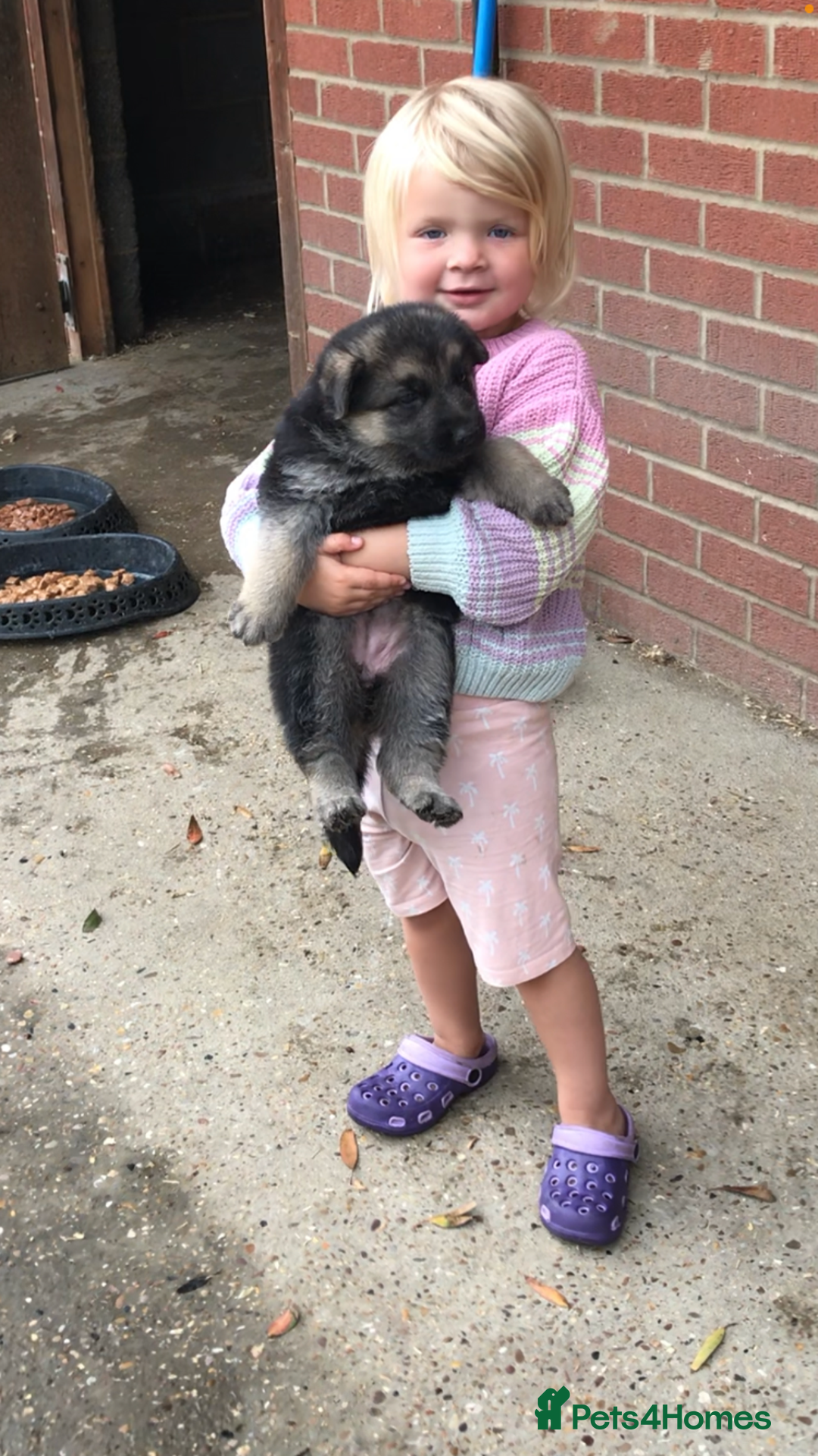 German Shepherd dogs for sale: Wow.Beautiful Homebred German Shepherd Puppies - Image 13