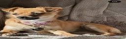 Chihuahua dogs for sale: Chihuahua - Advert 3