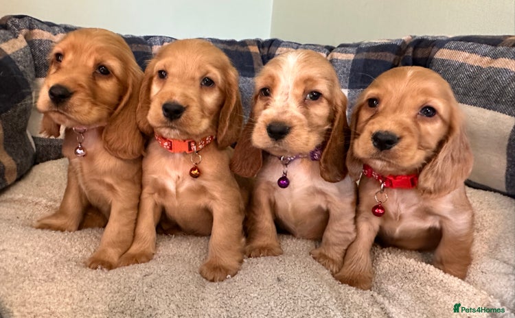 Cocker Spaniel dogs - Advert 3