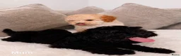 Toy Poodle dogs for sale: Toy poodle puppies  - Advert 7