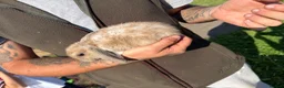 Mixed Breed rabbits for sale: Rabbits in Sunderland - Advert 20