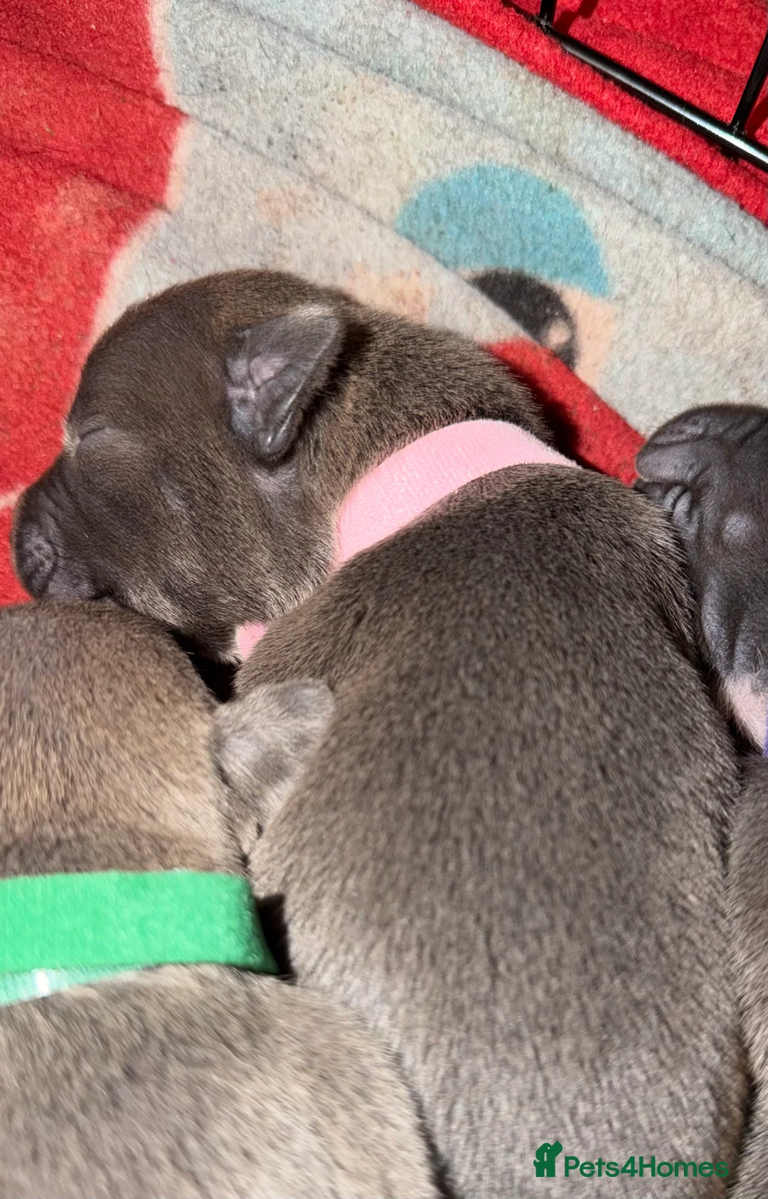Staffordshire Bull Terrier dogs for sale: blue staffy pups - Advert 2