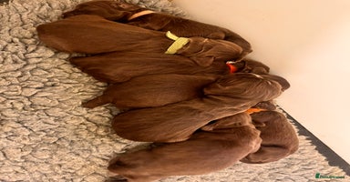 Sprocker dogs - Advert 10