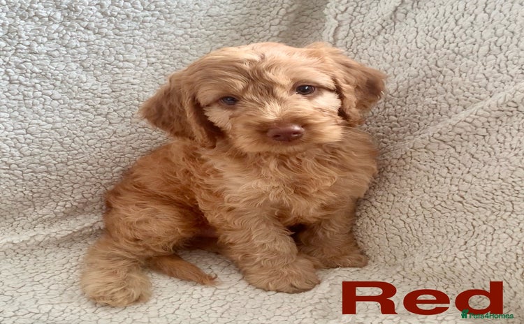Cockapoo dogs - Advert 7