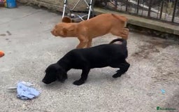 Sprocker dogs for sale: Sprocker pups  - Image 7