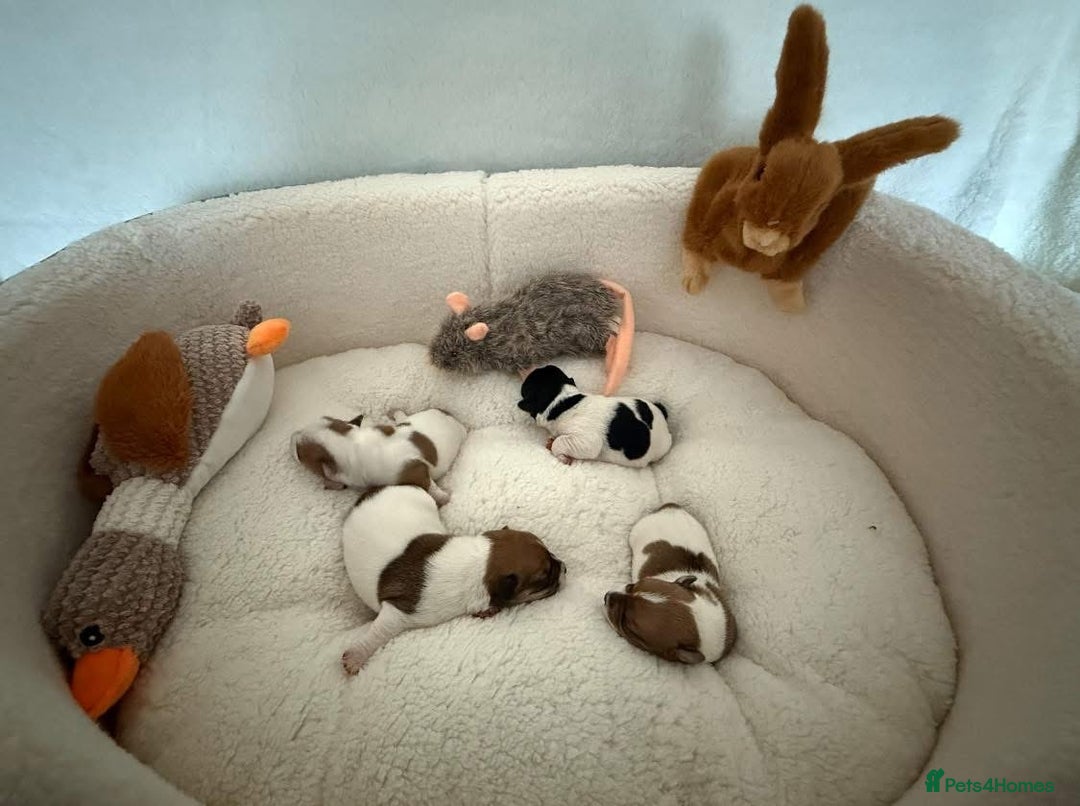 Jack Russell dogs for sale: TRUE ORIGINAL JACK RUSSELL PUPPIES  - Image 11