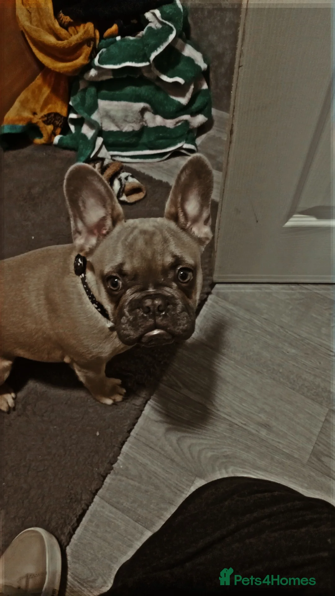 French Bulldog dogs for sale: French  bulldog - Advert 2