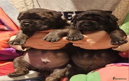 Bullmastiff dogs for sale: Quality Health Tested KC Bullmastiffs - Advert 6