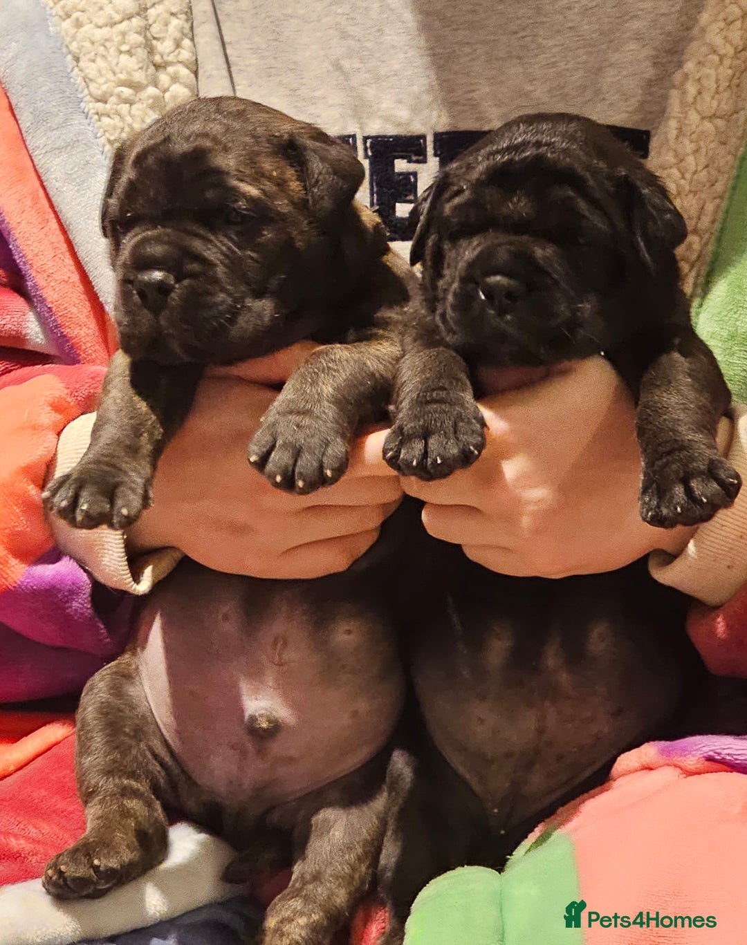 Bullmastiff dogs for sale: Quality Health Tested KC Bullmastiffs - Advert 6