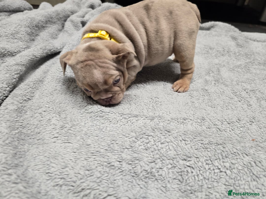 English Bulldog dogs for sale: ✨ English Bulldog Puppies Exceptional Bloodlines ✨ - Advert 2