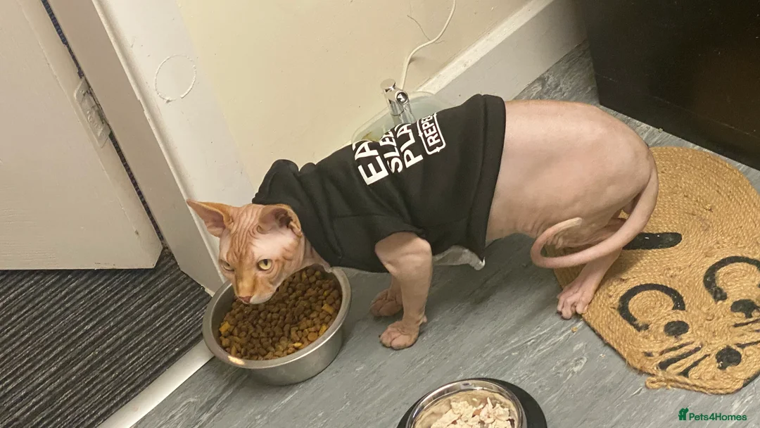 Sphynx cats for stud: Aslan  - Advert 10